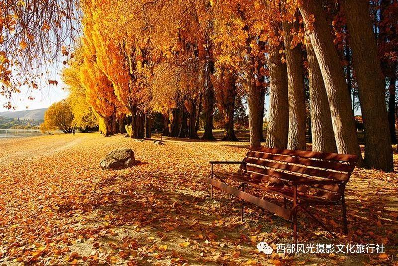 皮蛋瘦肉粥的执行标准是什么？游戏画面